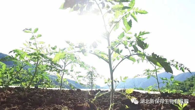冬季別閑著，你家的地該這么養！用生物有機肥“養胃”